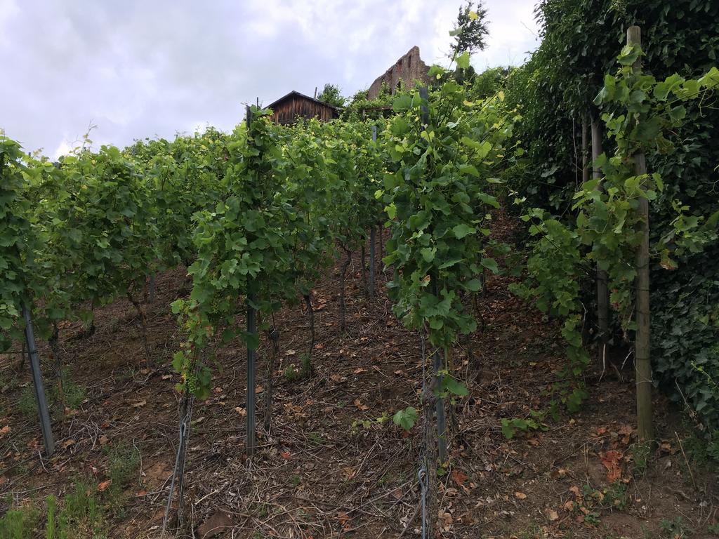 Gasthaus Zum Hirschen Staufen im Breisgau Dış mekan fotoğraf